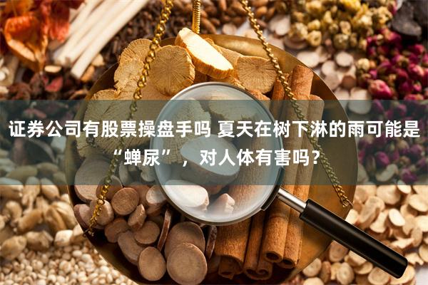 证券公司有股票操盘手吗 夏天在树下淋的雨可能是“蝉尿” ，对人体有害吗？